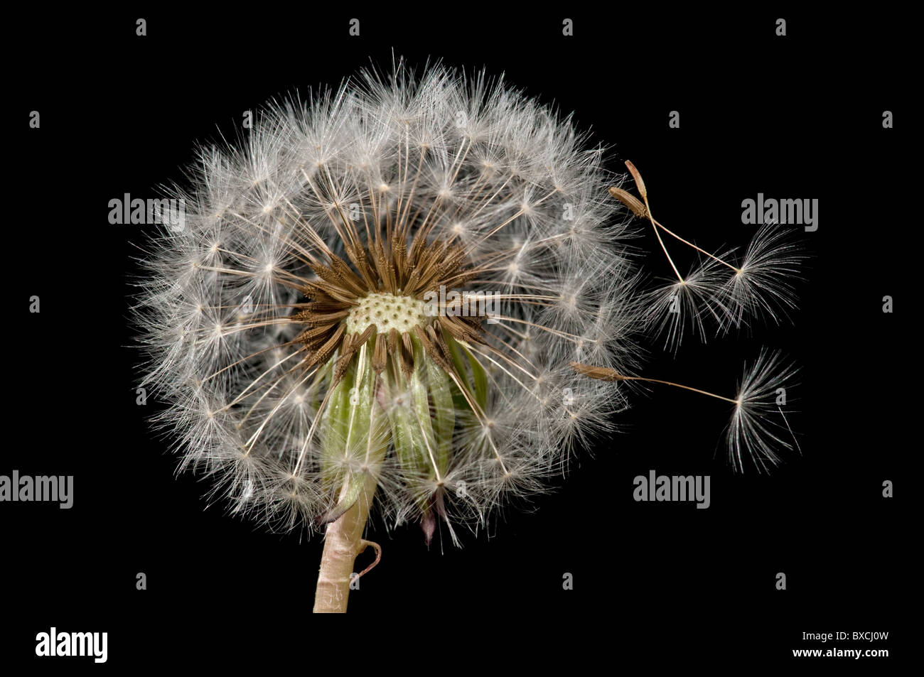 Tarassaco: Taraxacum officinale. Testa di sementi Foto Stock