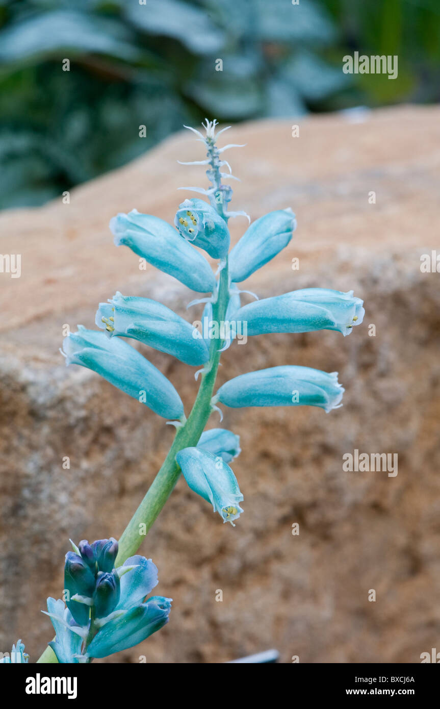 Il 'Turchese Hyacinth": Lachenalia viridiflora Foto Stock