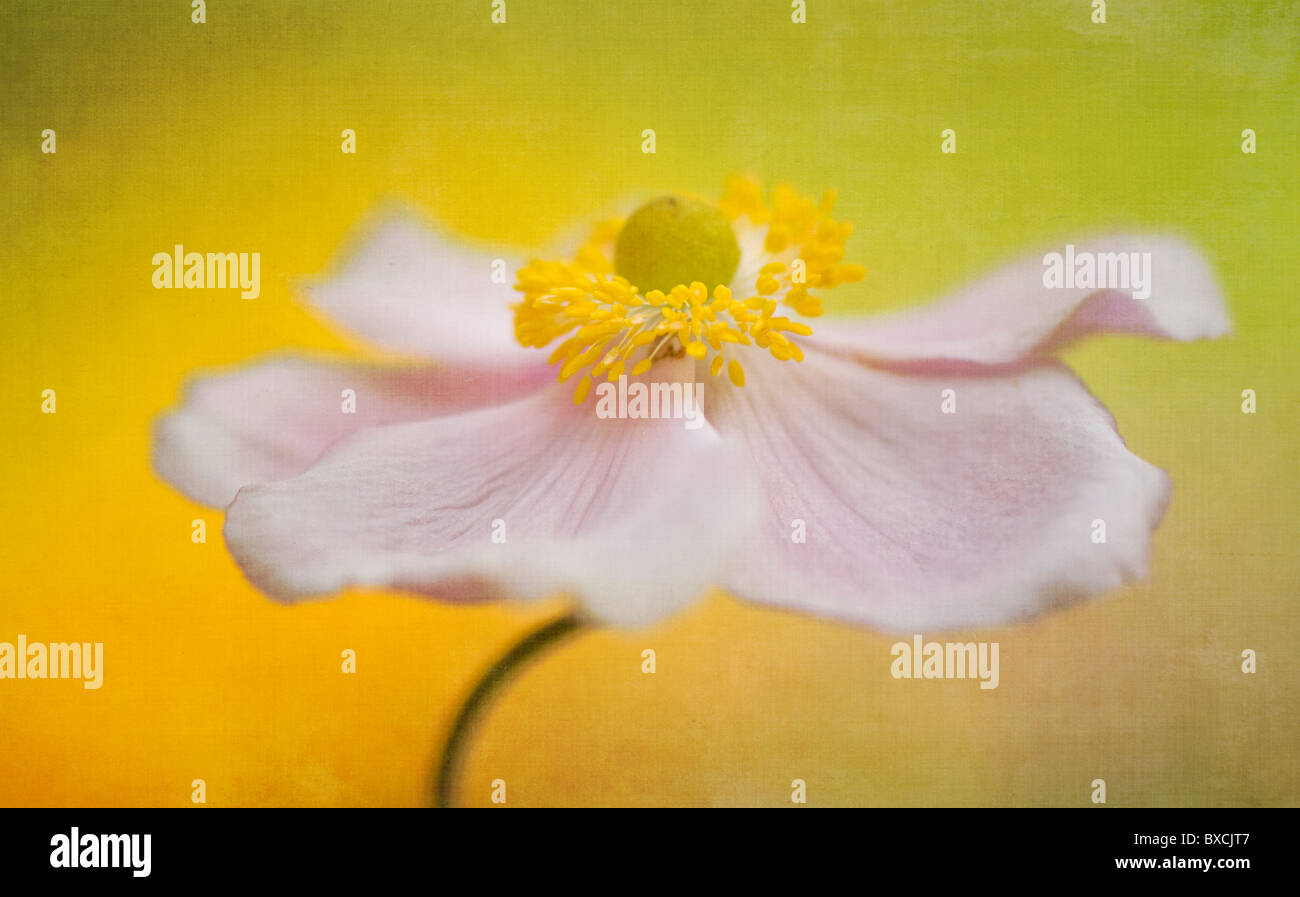 Una sola rosa Anemone giapponese flower - Anemone Japonica Foto Stock