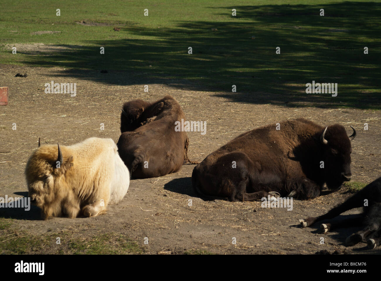 Winnipeg Manitoba Canada Foto Stock