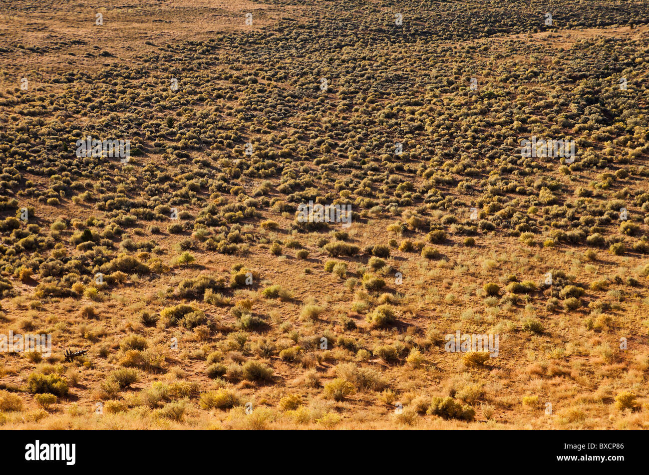 Terra nel sud-ovest della Utah coperti da Rabbitbrush e Sagebrush in inizio di mattina di luce. Foto Stock