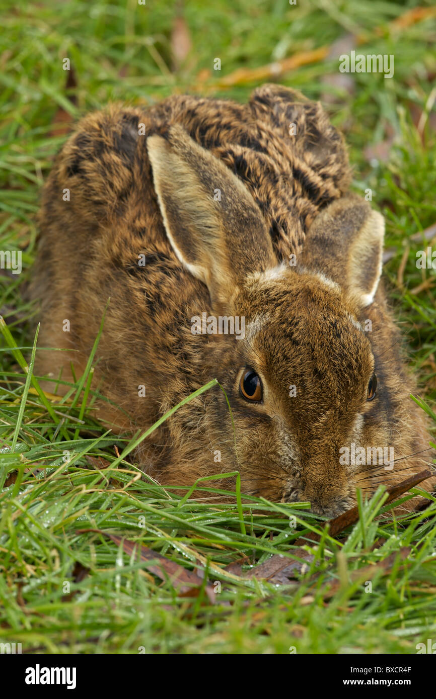Brown lepre (Lepus europaeus) - UK - nella sua forma appiattita o nido di erba Foto Stock