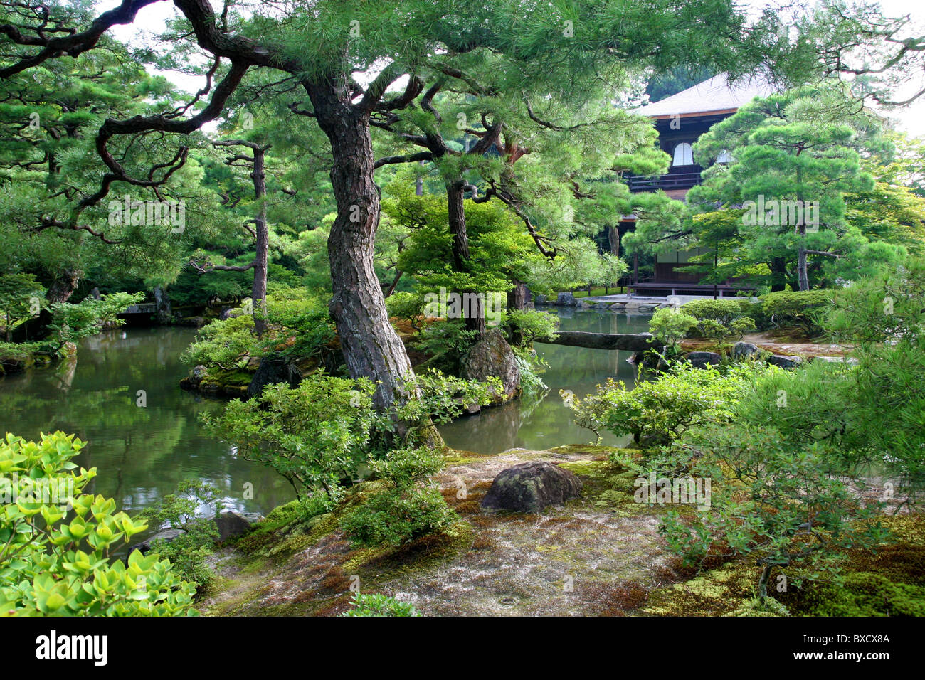 Pino in giardino Ginkaku-ji tempio o del Padiglione di Argento a Kyoto in Giappone Foto Stock