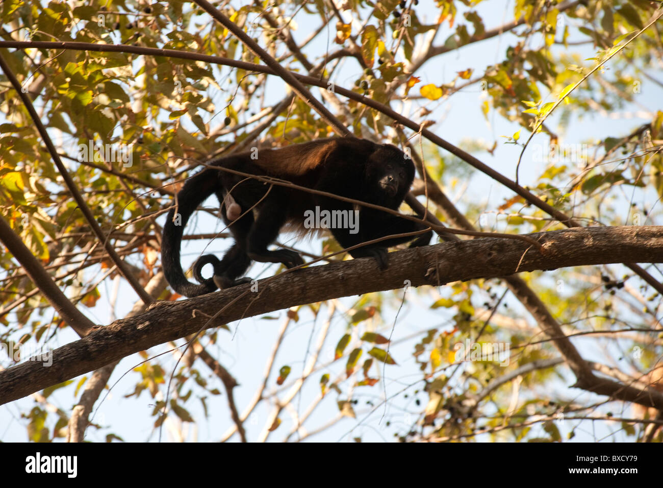 Scimmia Urlatrice nella struttura ad albero Foto Stock