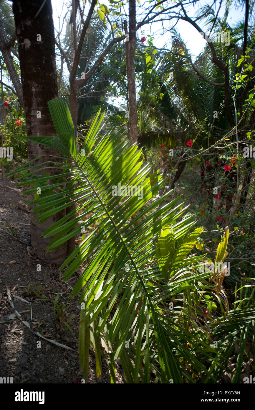 Foglia di palma nella giungla in Costa Rica Foto Stock