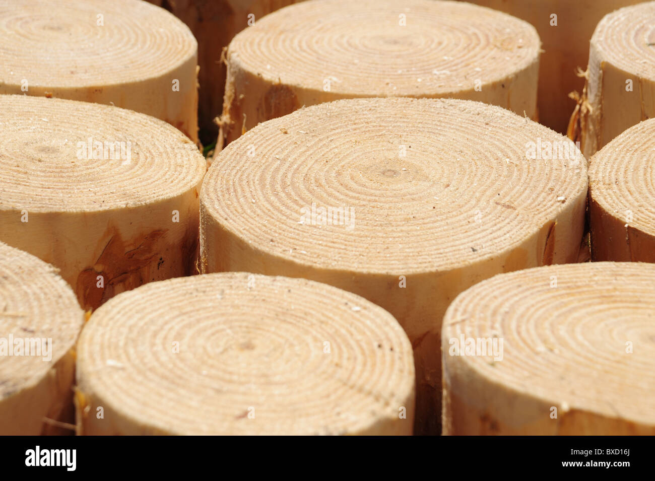 pavimentazione in legno Foto Stock