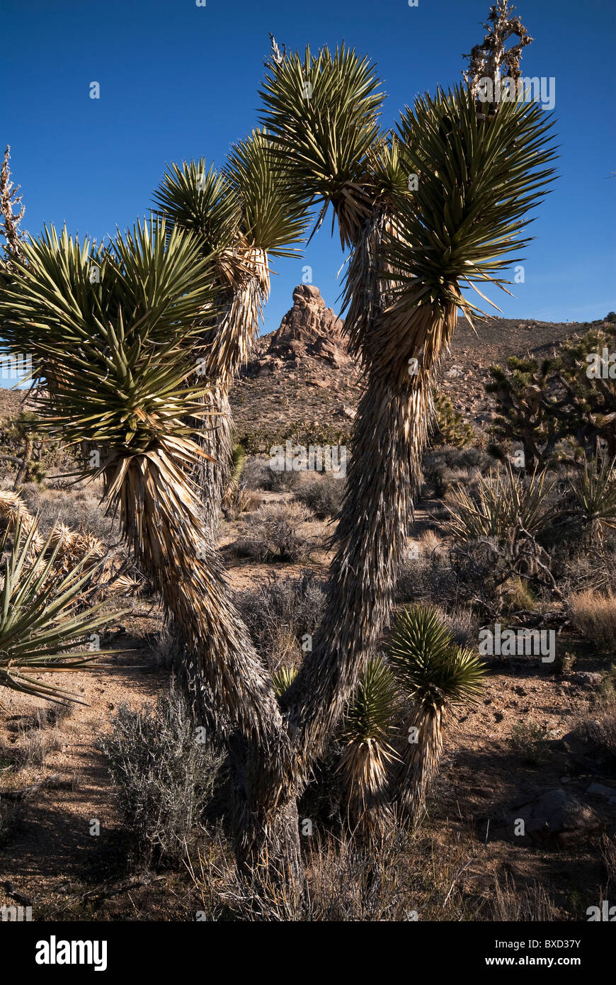 Joshua Tree Yucca brevifolia Cedar Canyon Road Mojave National Preserve California USA Foto Stock