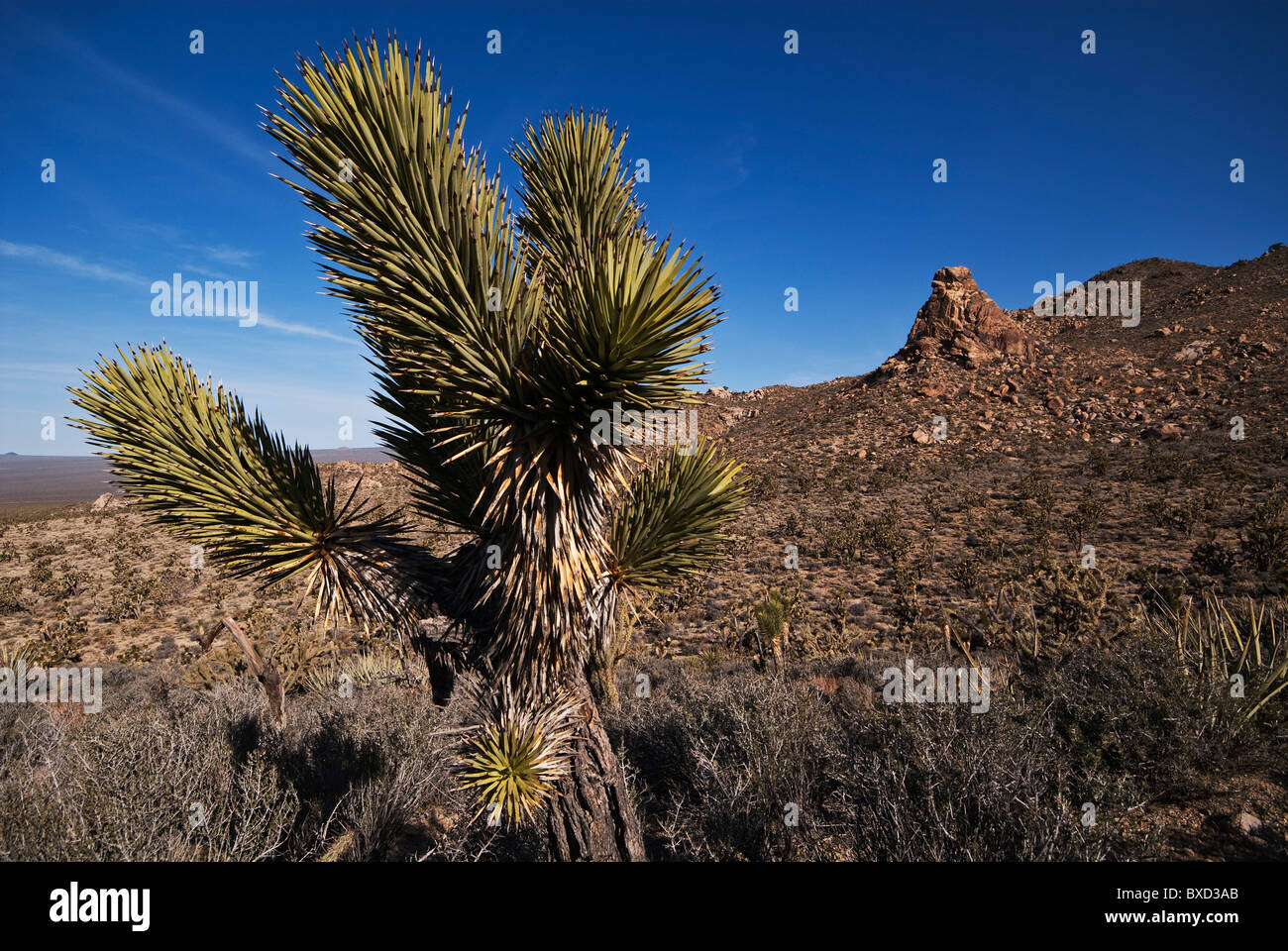 Joshua Tree Yucca brevifolia Cedar Canyon Road Mojave National Preserve California USA Foto Stock
