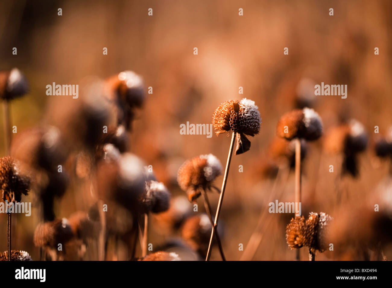 Monarda 'Prarienacht' Teste di seme in novembre con la fusione di frost Foto Stock