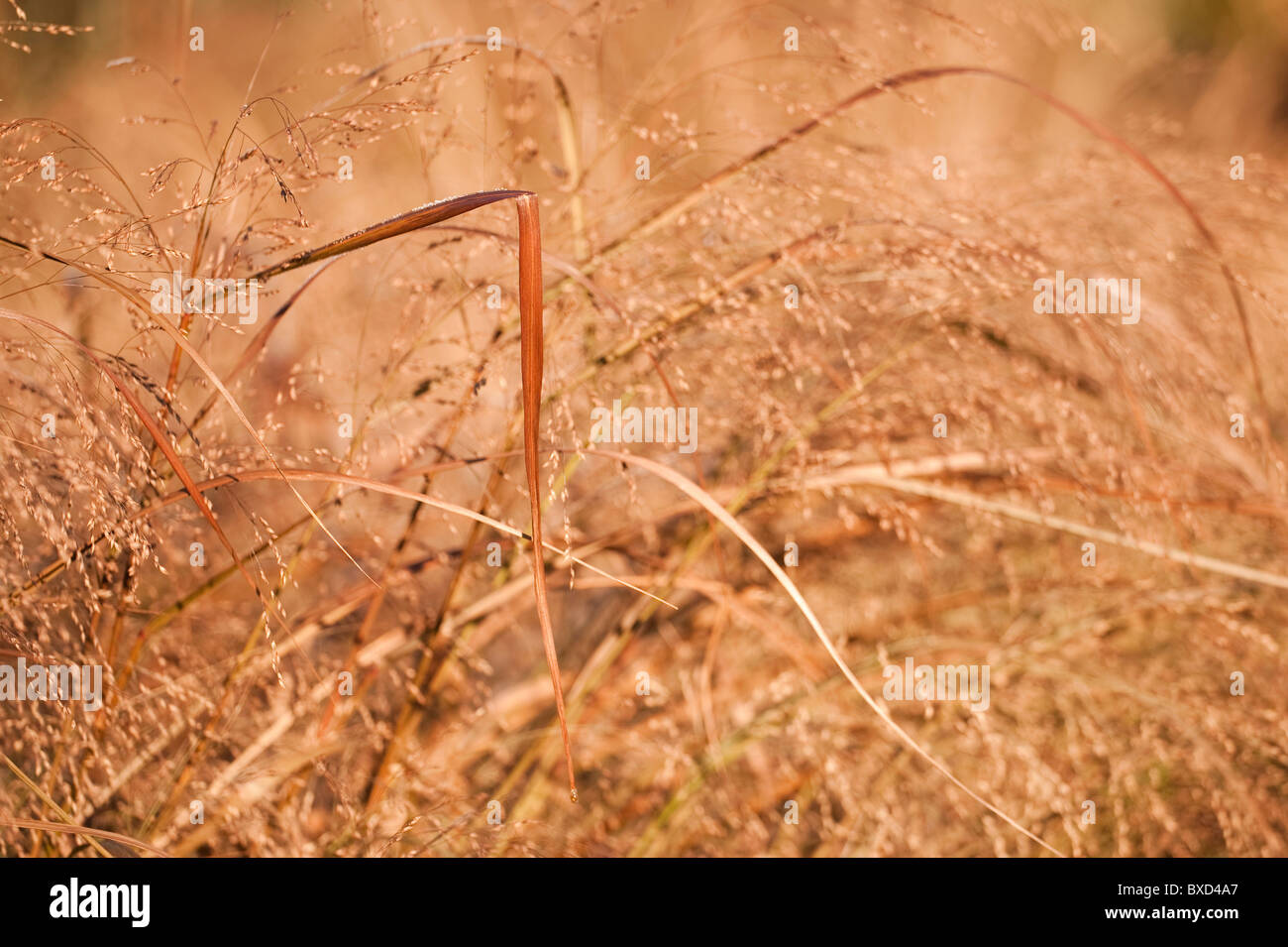 Panicum virgatum 'Squaw', Switchgrass, in novembre Foto Stock