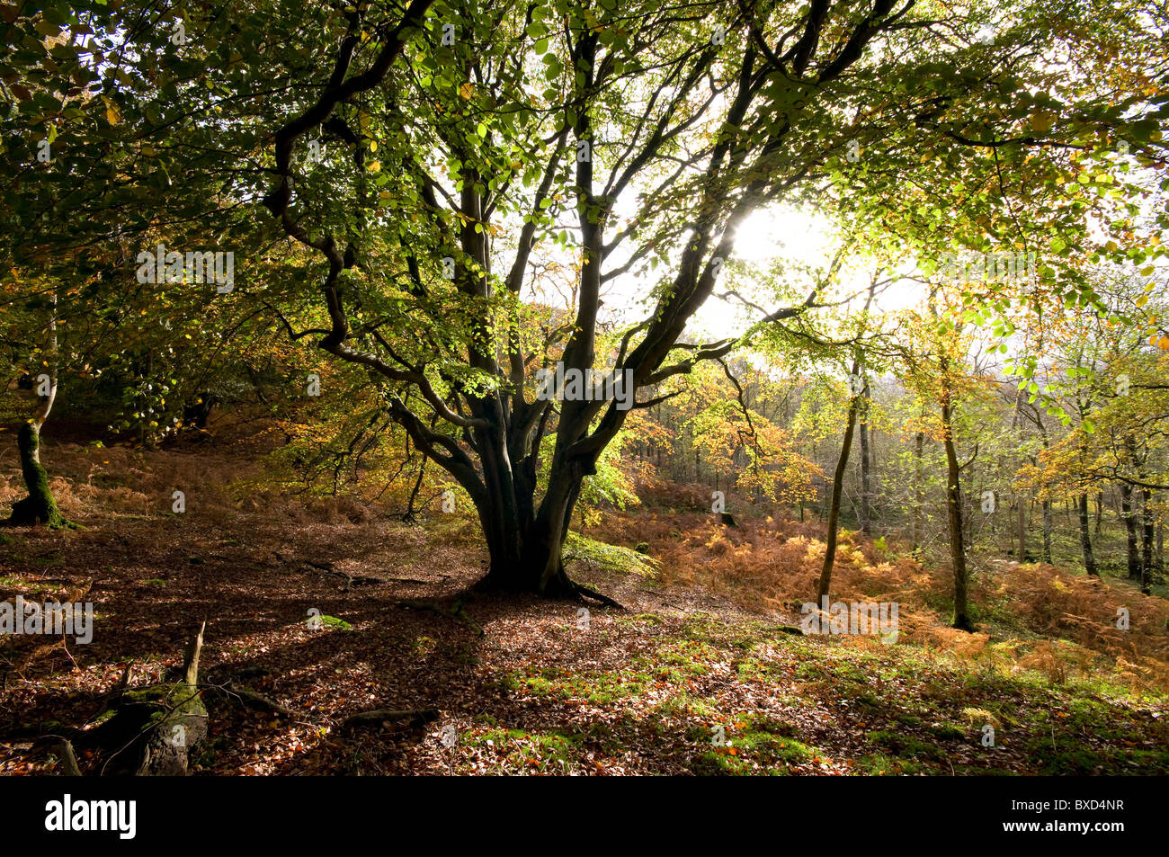 Faggio in colore di autunno Foto Stock