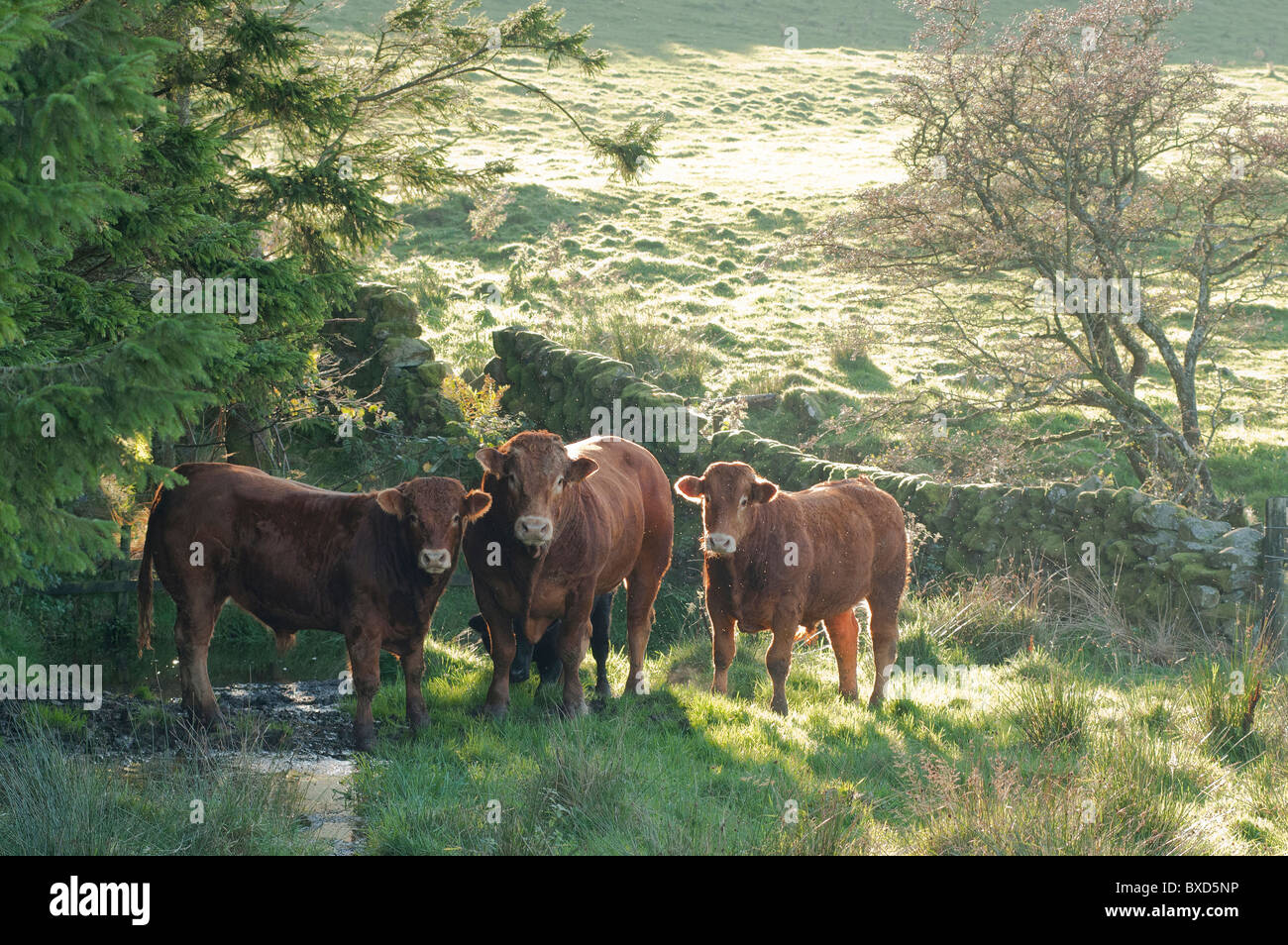 Limousine bull e 2 torelli in angolo di un campo di Galloway Foto Stock