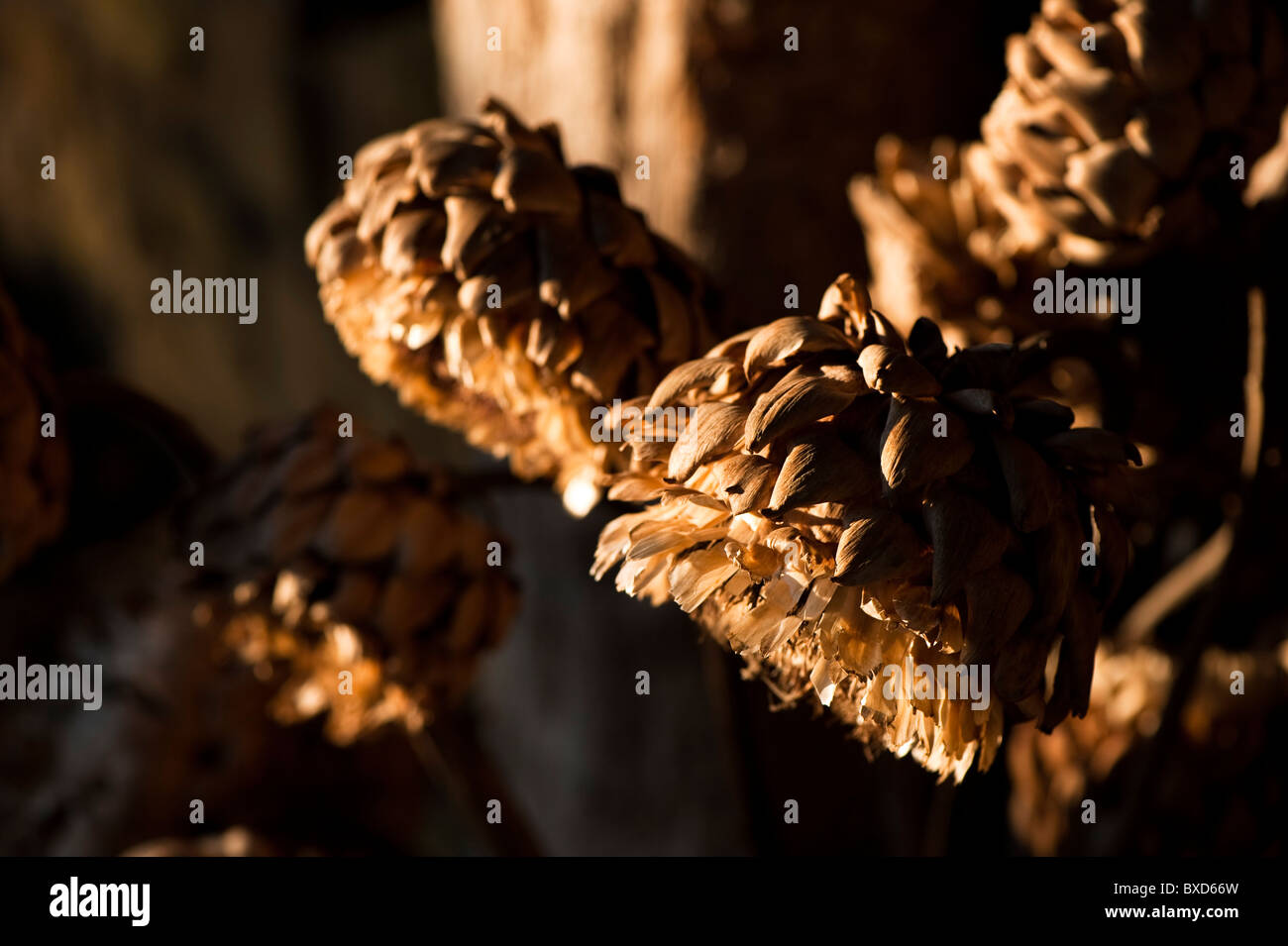 Essiccato cardi, Cynara cardunculus, nel mese di novembre nel tardo pomeriggio di sole Foto Stock