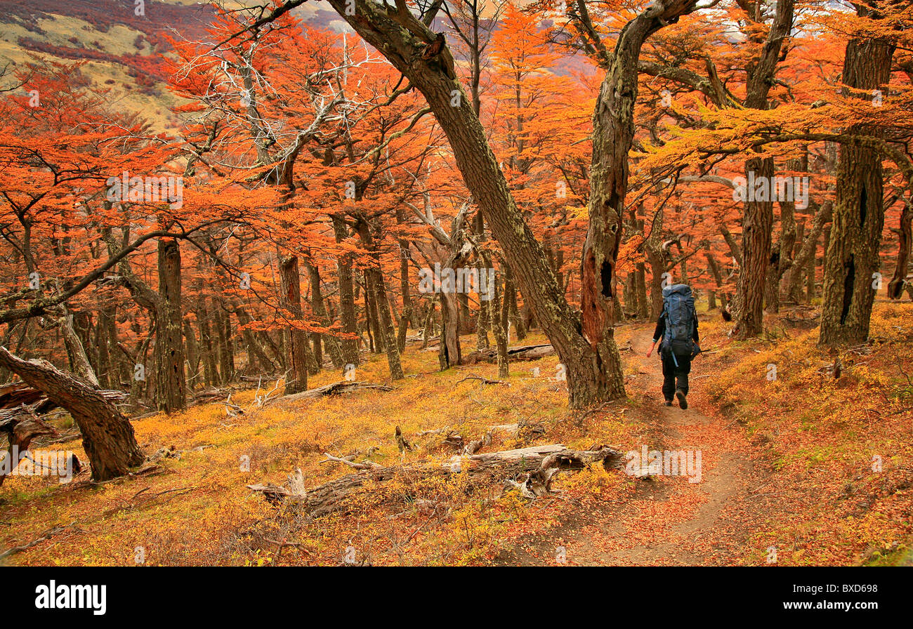 Backpacker in autunno Lenga foreste nel Parco nazionale Los Glaciares, Patagonia, Argentina Foto Stock