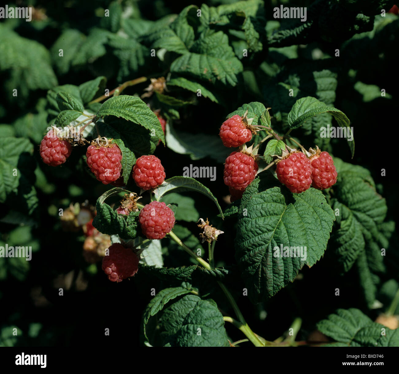 Mature di frutta Lampone su canne, Berkshire Foto Stock