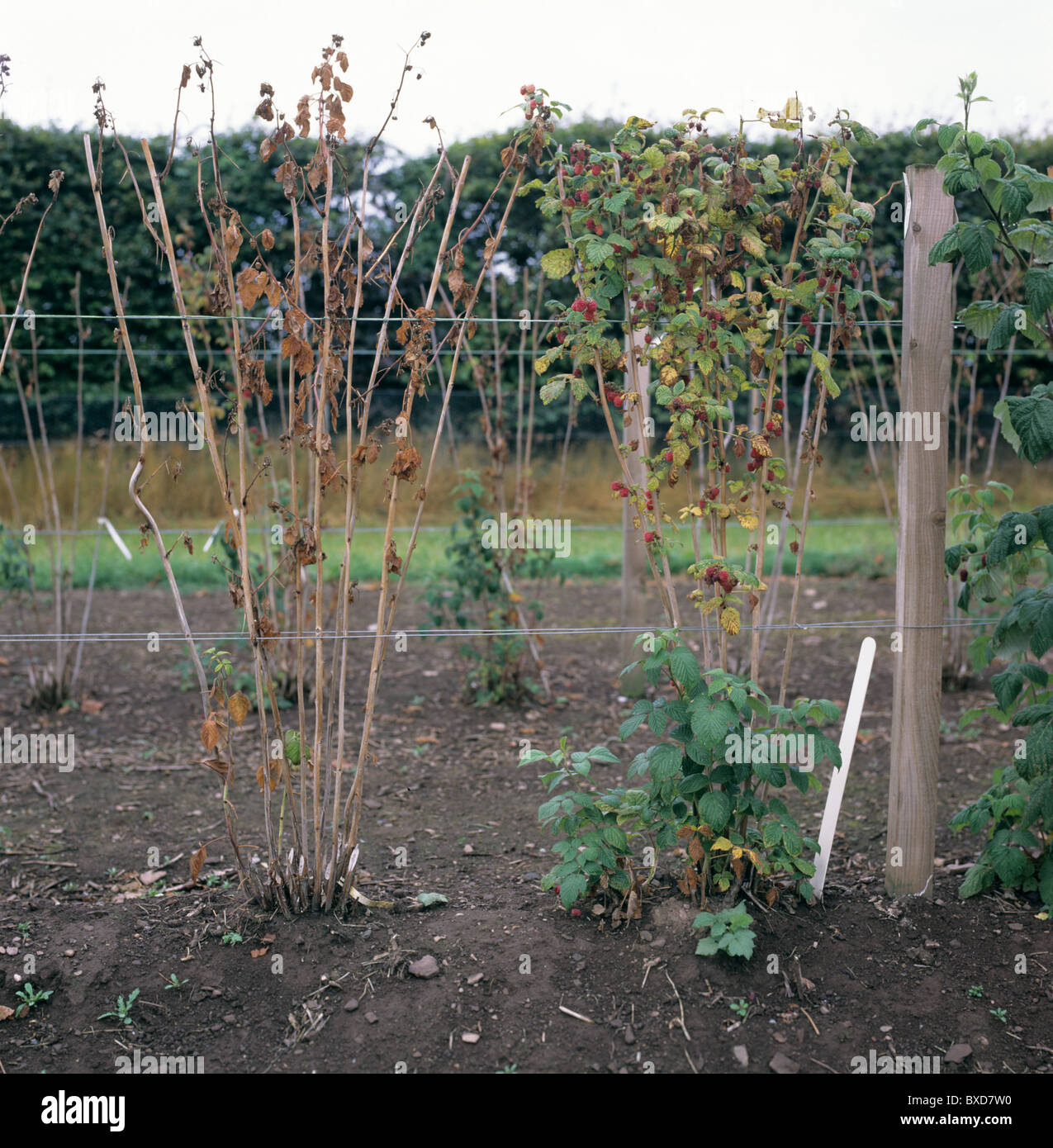 Lampone root rot (Phytophthora fragariae var rubi) morti e morenti canne di lampone Foto Stock