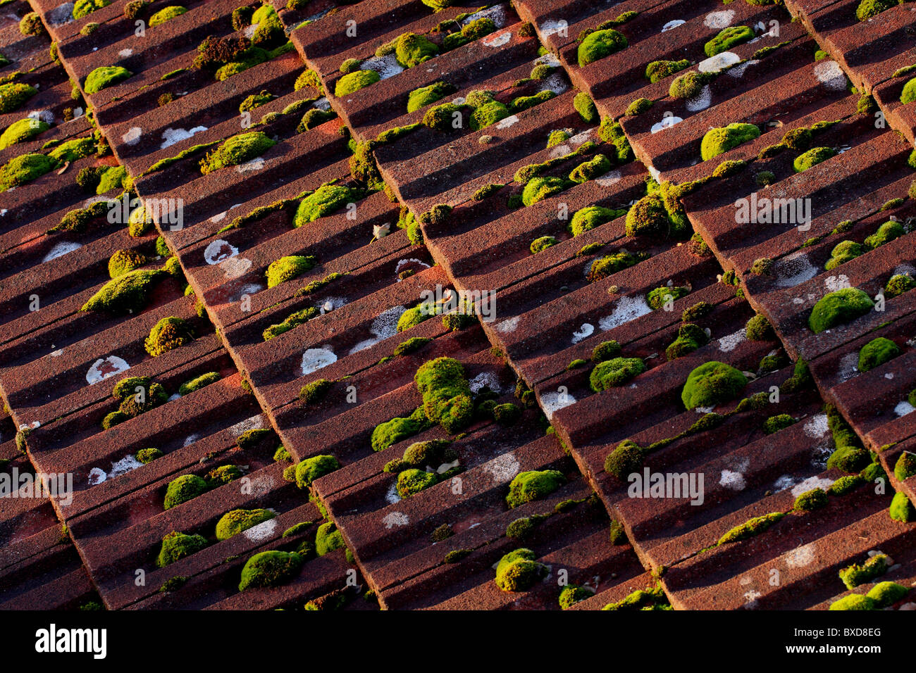Il muschio sulle tegole Foto Stock