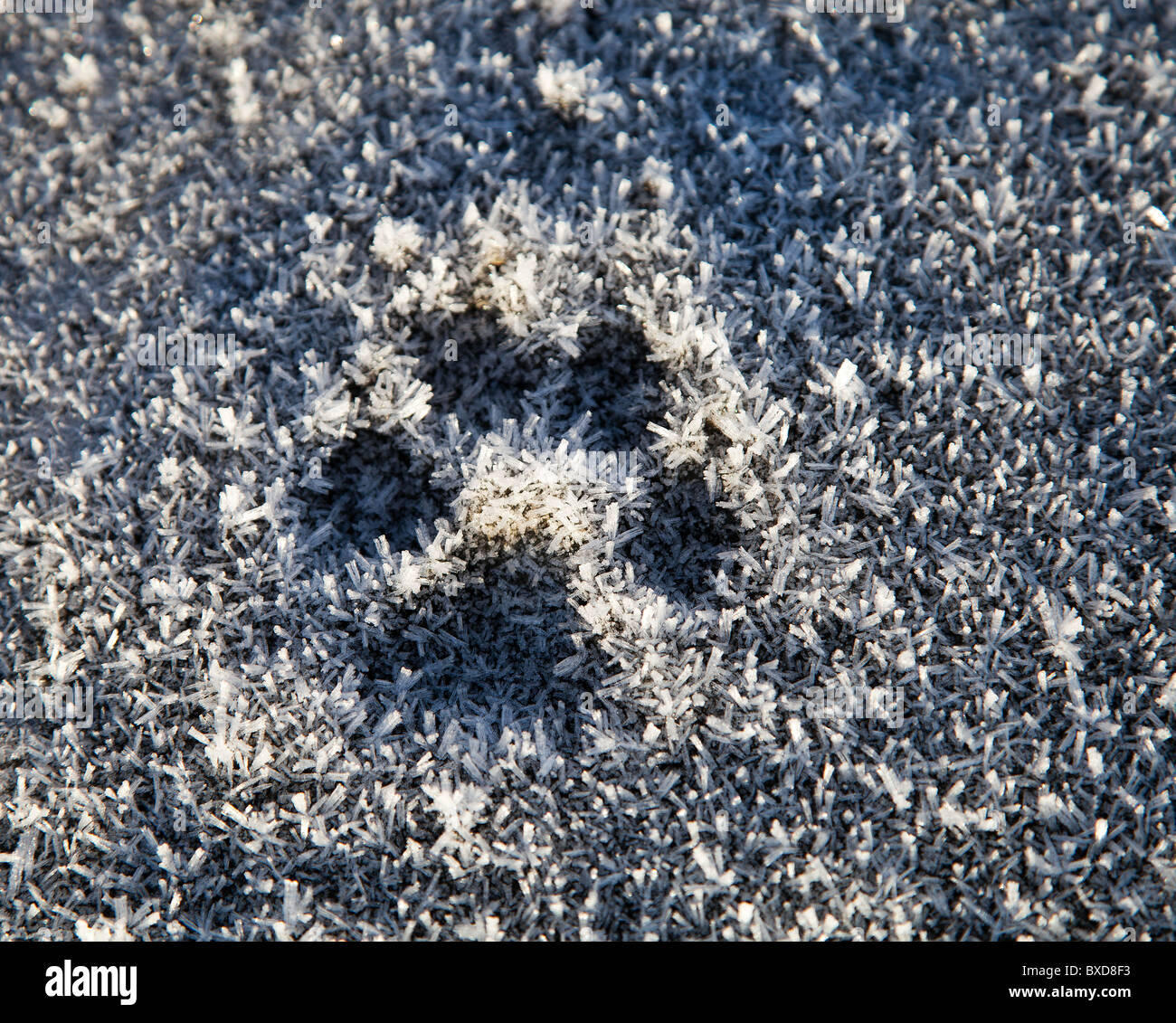 Cani Paw Print congelati in la brina e il ghiaccio Foto Stock
