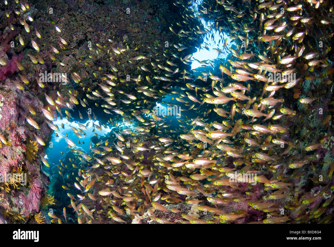 Scuola di pesce di vetro, Ras Zatar, Ras Mohammed, Sinai, Egitto, Mar Rosso Foto Stock