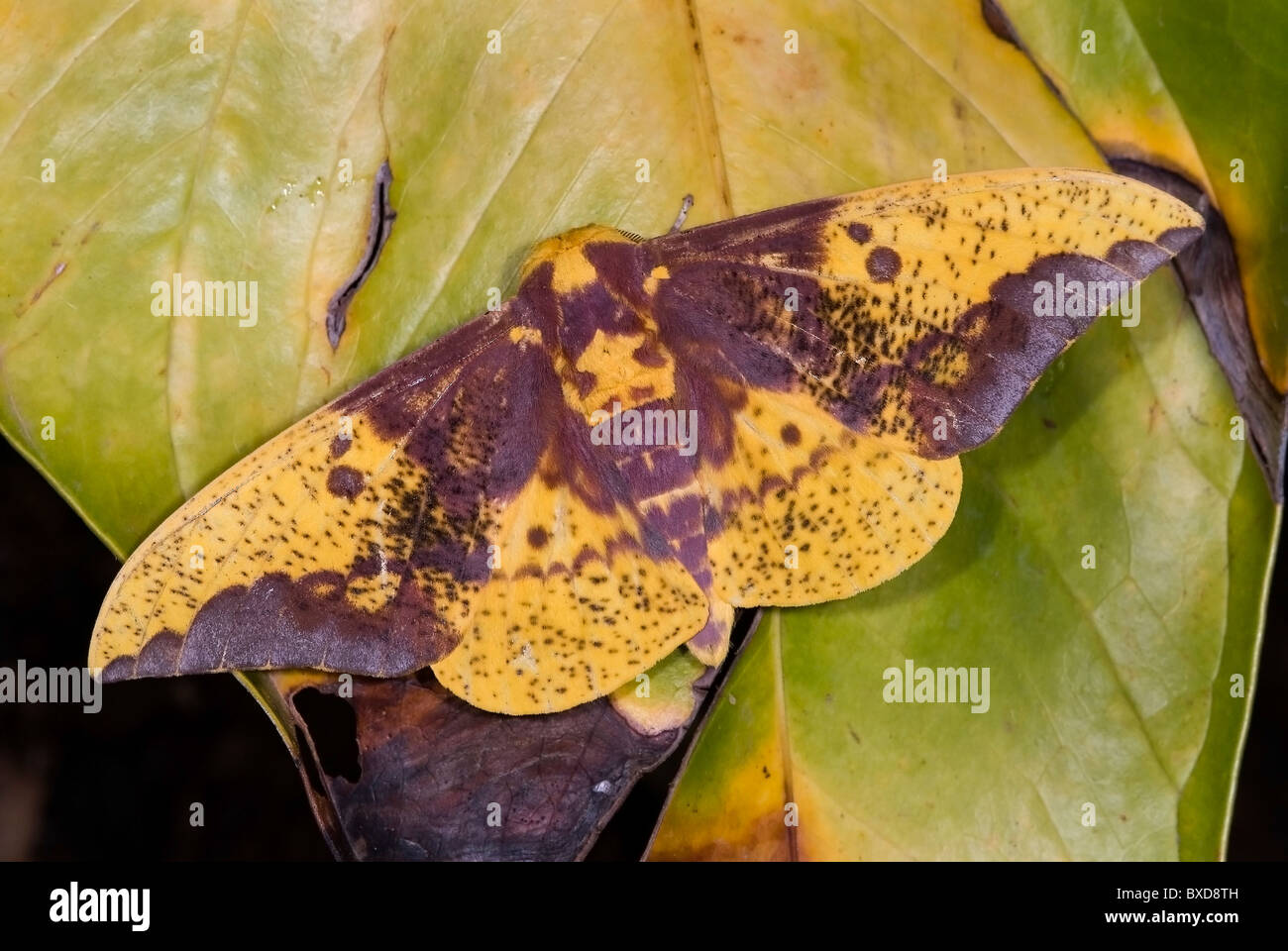 Imperial moth 'Eacles imperialis' dal Costa Rica Foto Stock