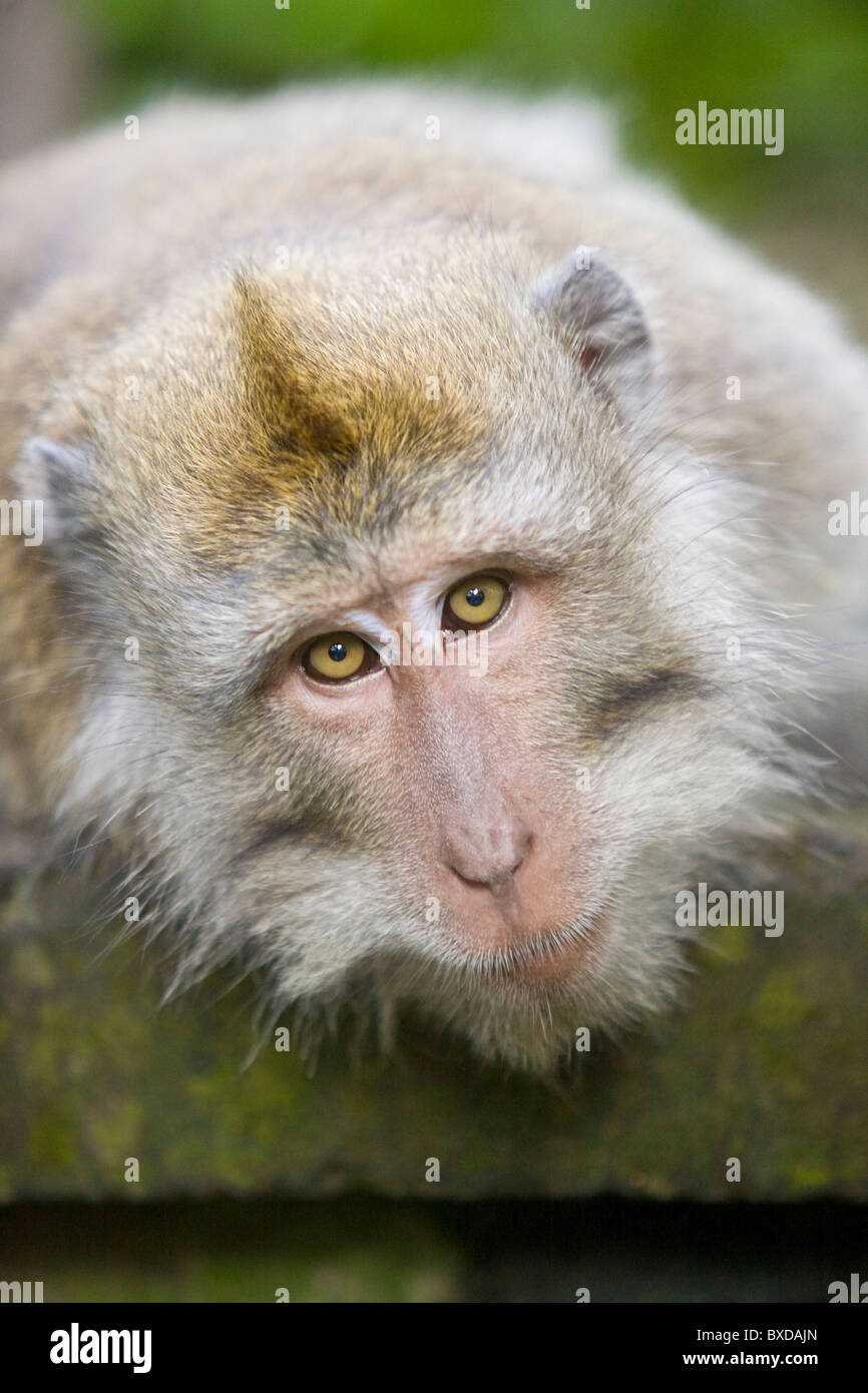 Macaque Balinese al sacro Santuario della Foresta delle Scimmie in Ubud, Bali Foto Stock