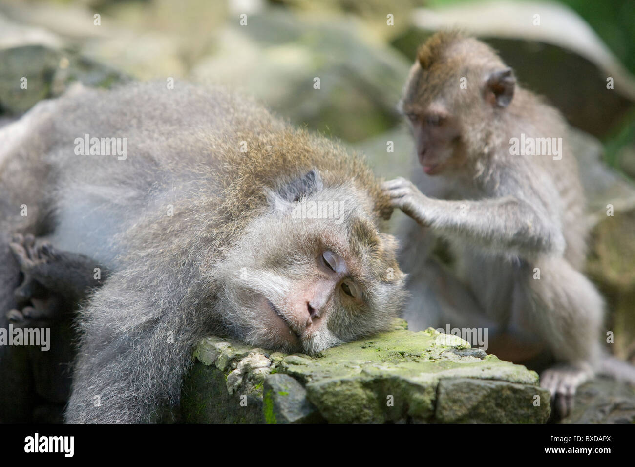 Macachi balinesi al sacro Santuario della Foresta delle Scimmie in Ubud, Bali Foto Stock