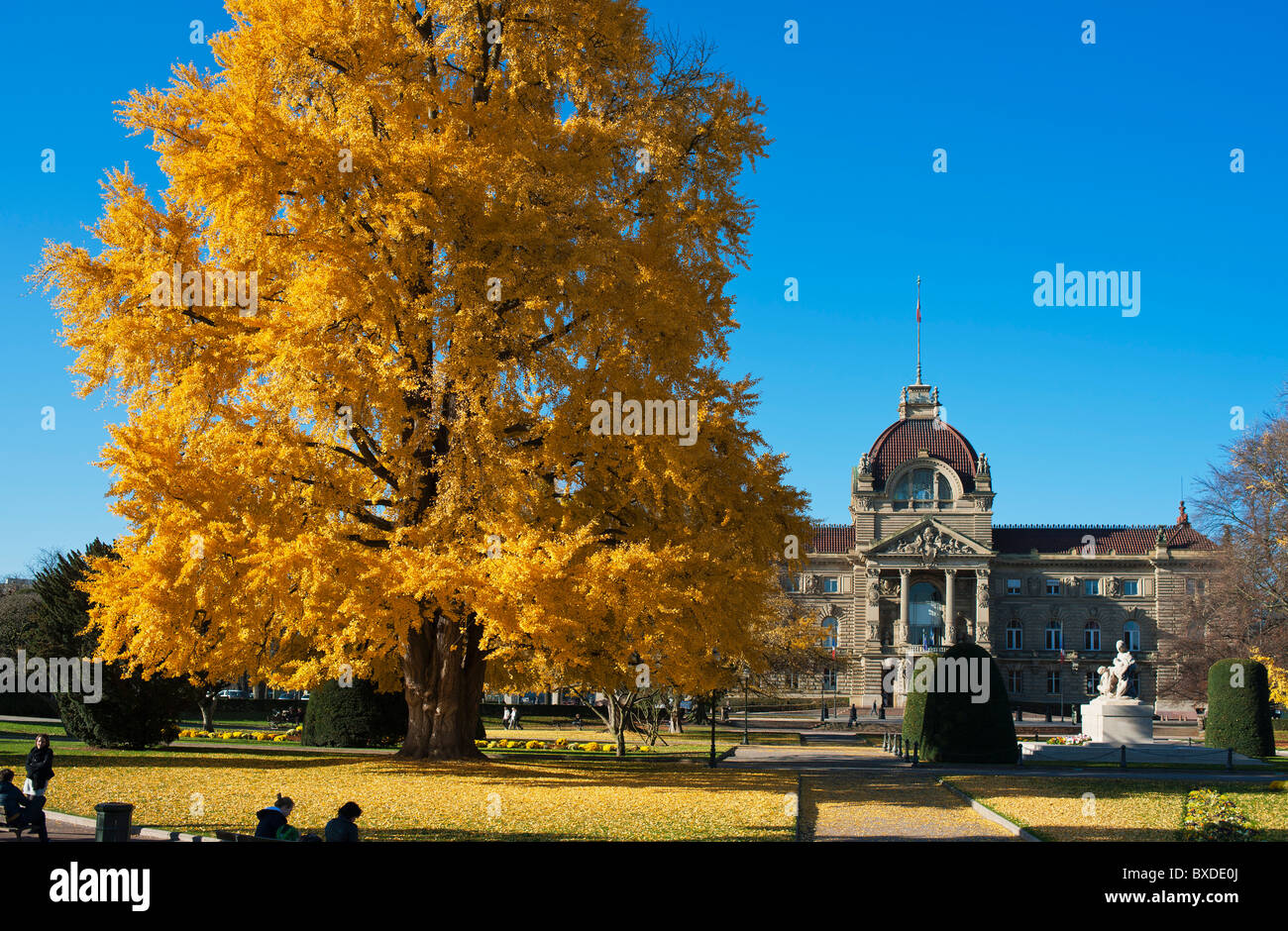 Il Ginkgo Biloba tree Strasburgo, autunno, Palazzo del Reno, Palais du Rhin, Place de la République square, quartiere Neustadt, Alsazia, Francia, Europa Foto Stock