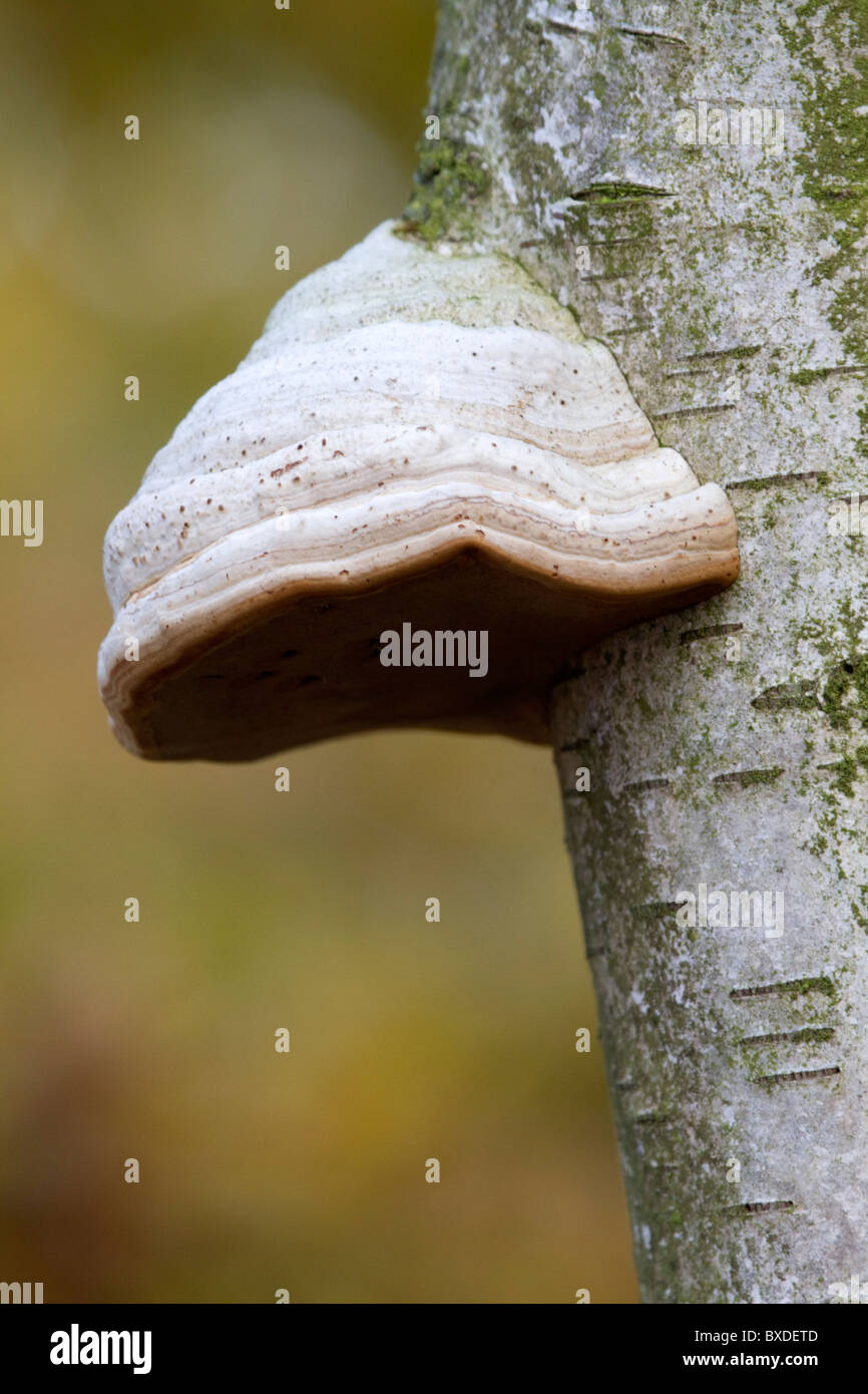 Birch Polypore; fungo; Piptoporus betulinus; sulla betulla Foto Stock