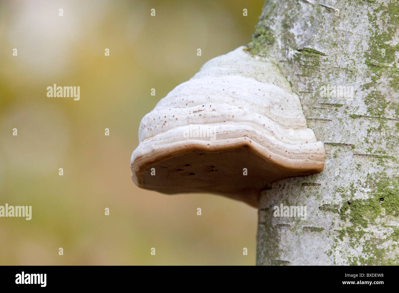 Birch Polypore; fungo; Piptoporus betulinus; sulla betulla Foto Stock