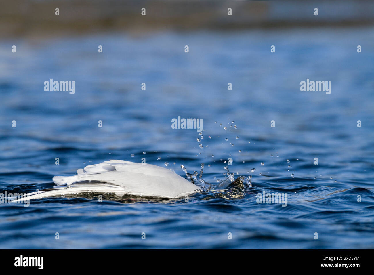 Testa nera Gull; Larus ridibundus; la balneazione Foto Stock