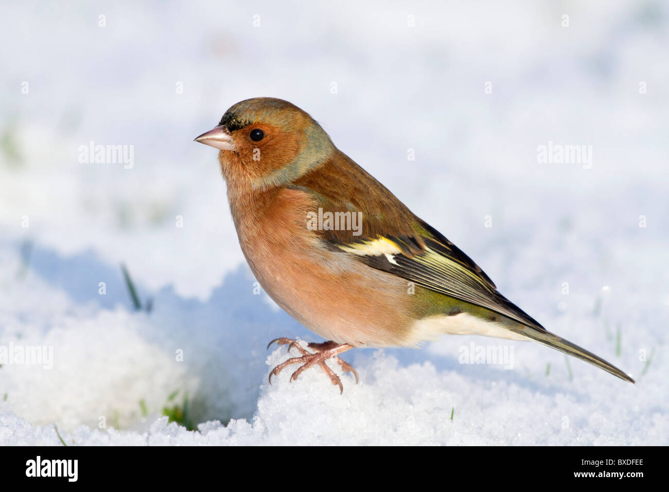 Fringuello; Fringilla coelebs; maschio; nella neve Foto Stock