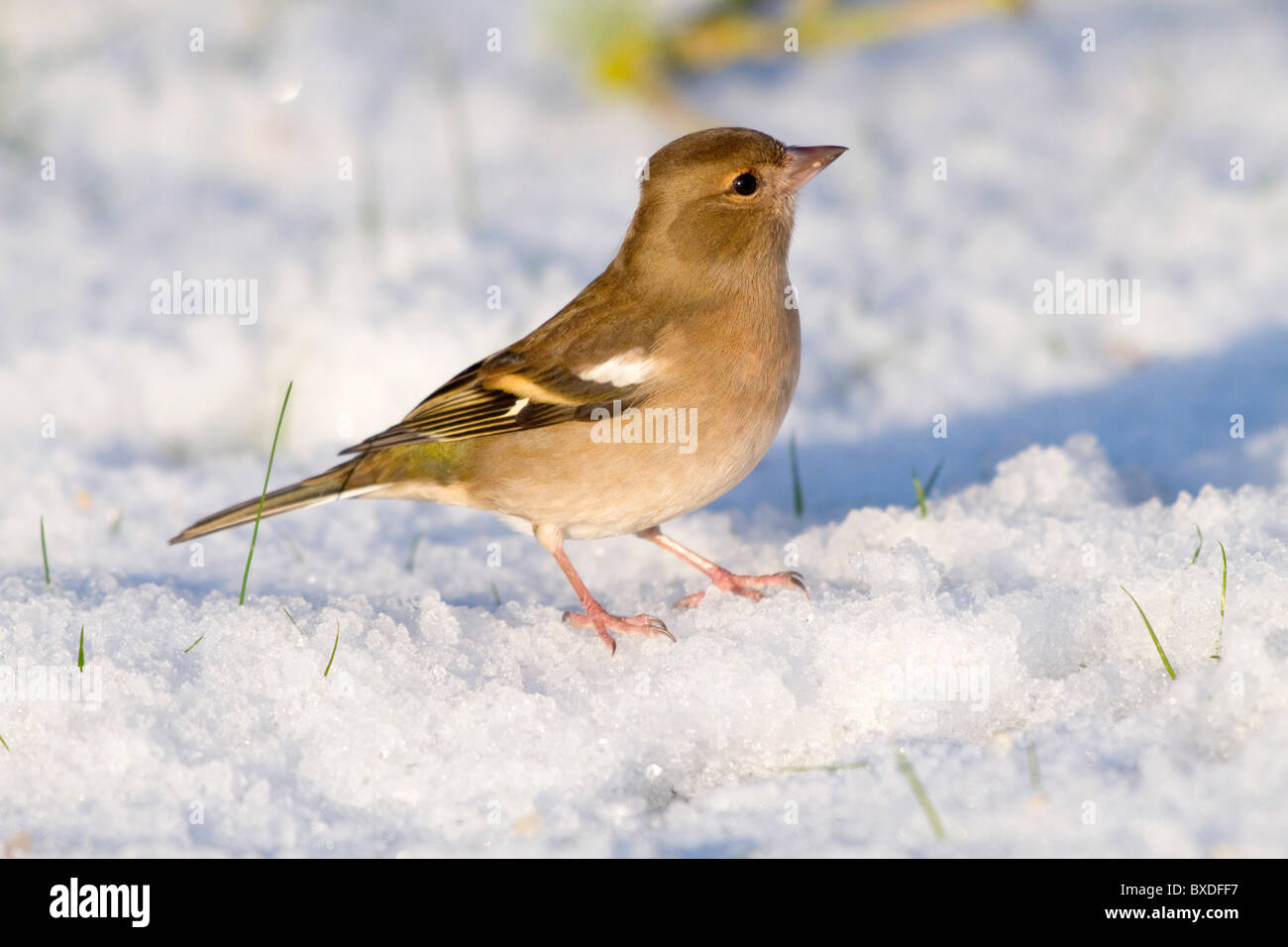 Fringuello; Fringilla coelebs; femmina; nella neve Foto Stock