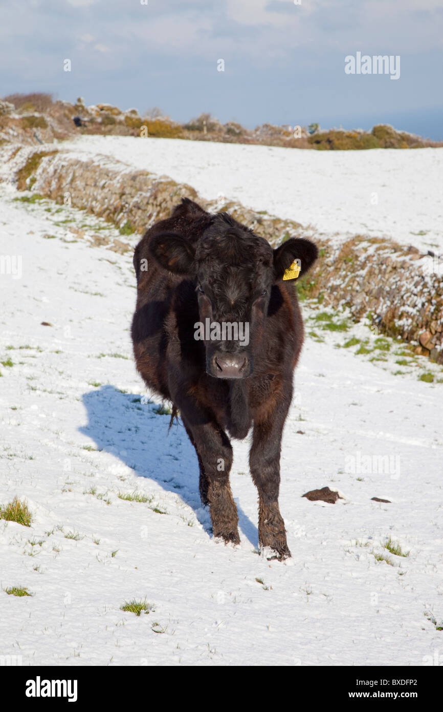Mucca nera nella neve; Cornovaglia Foto Stock