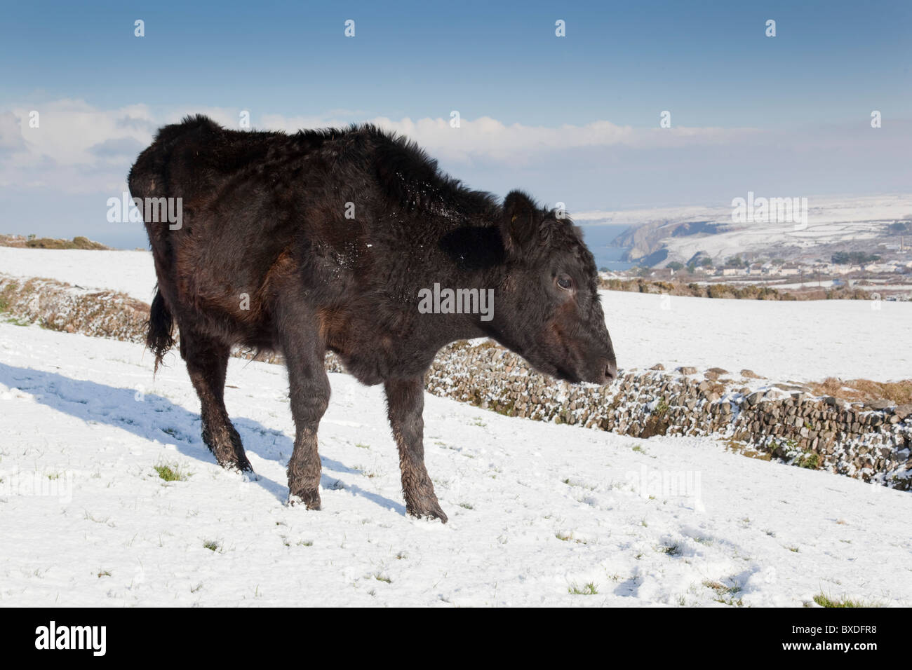 Mucca nera nella neve; Cornovaglia Foto Stock