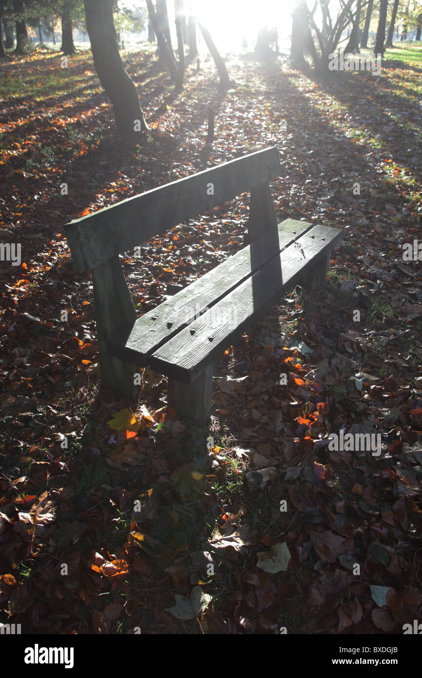 Cirillo Hart Arboretum, Royal Foresta di Dean, nel Gloucestershire. Foto Stock