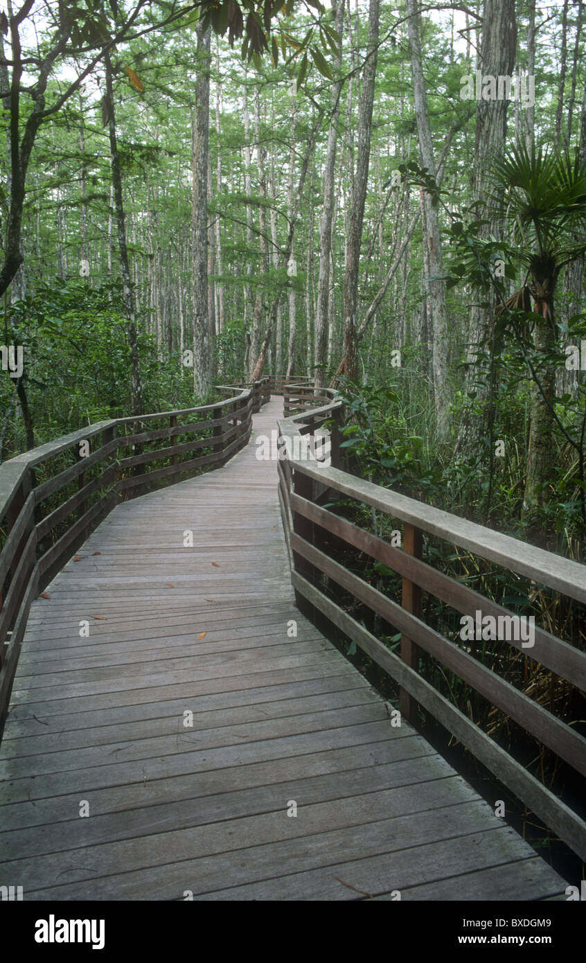 Il Boardwalk, cavatappi palude (Audubon Society Riserva Naturale) Florida. Stati Uniti d'America Foto Stock