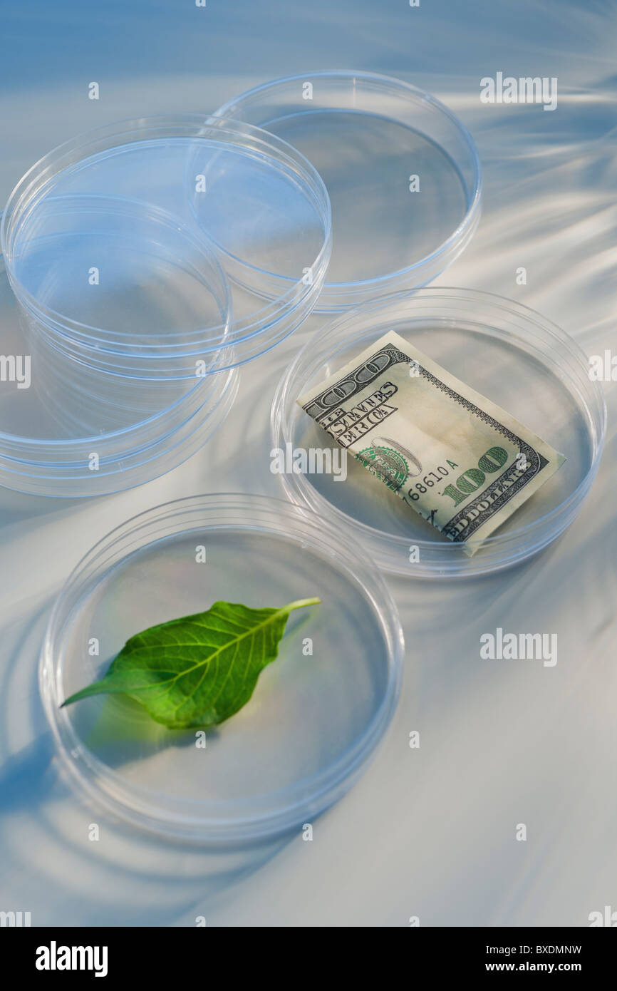 Il denaro e la foglia nella capsula di Petri Foto Stock