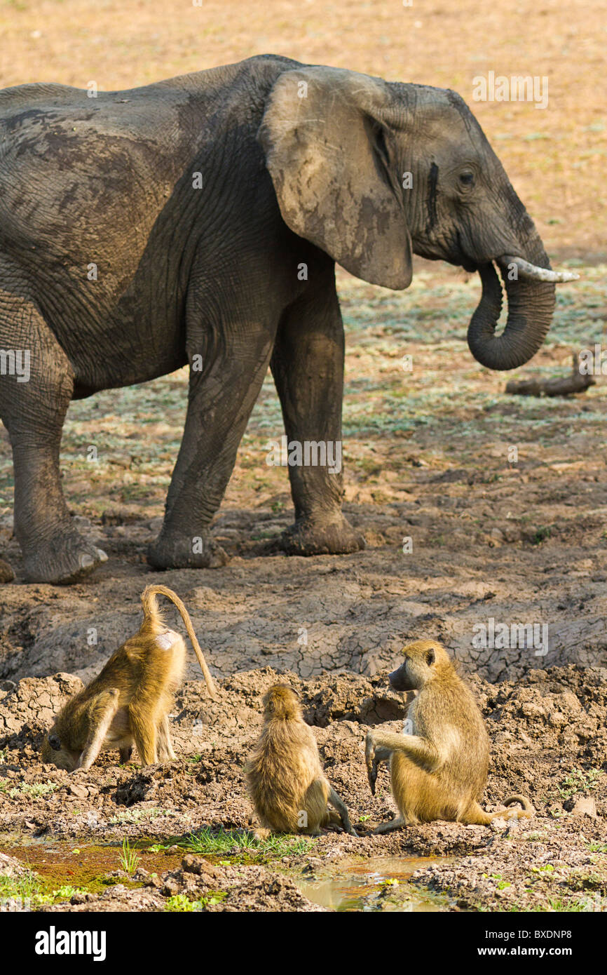 Vista di elefanti selvatici e giallo babbuini visto da ponte a Robin Papa Safari Lodge, Sud Luangwa Valley, Zambia, Africa Foto Stock