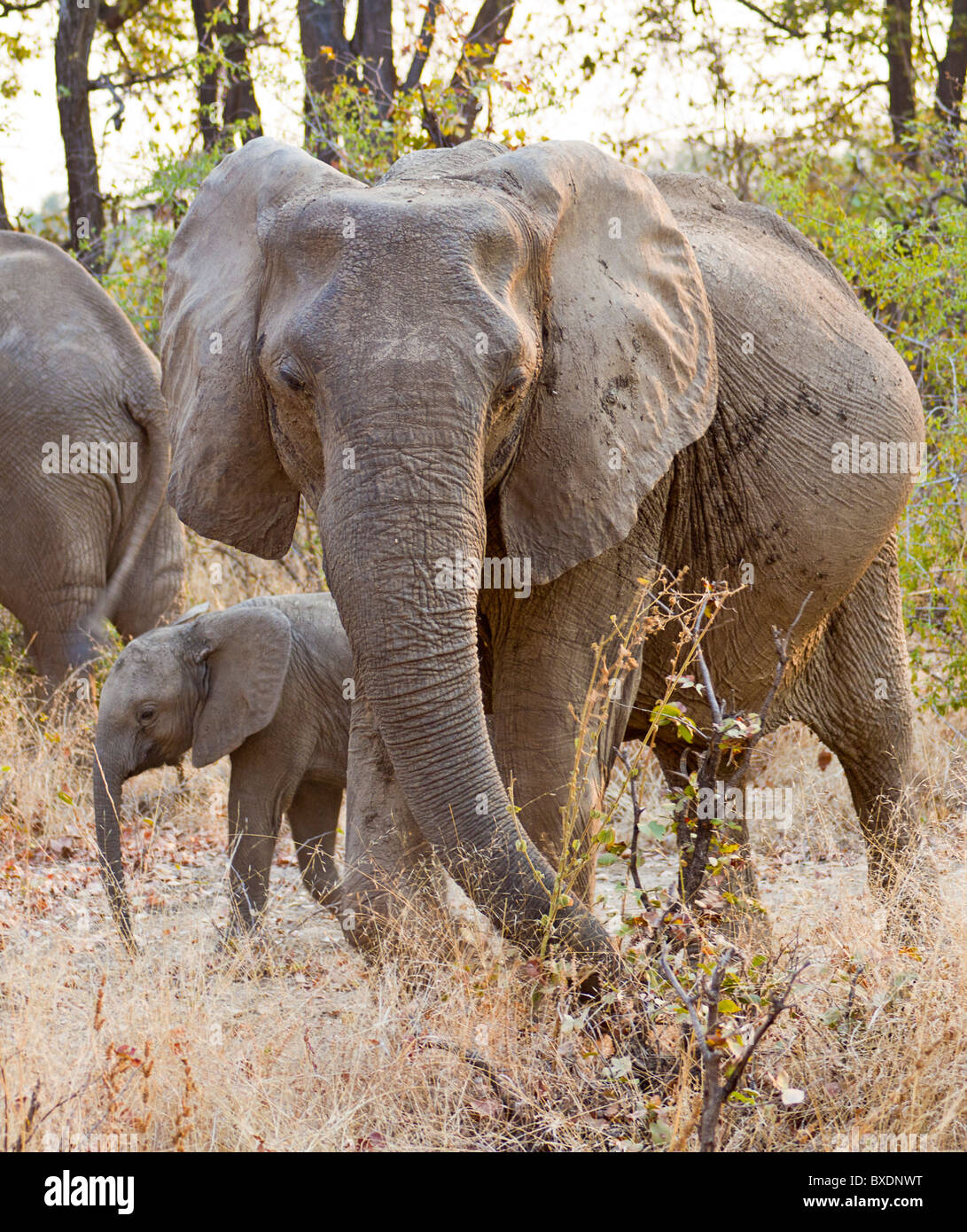 Per adulti e bambini elefanti visto durante il safari in Sud Luangwa National Park, Zambia, Africa. Foto Stock