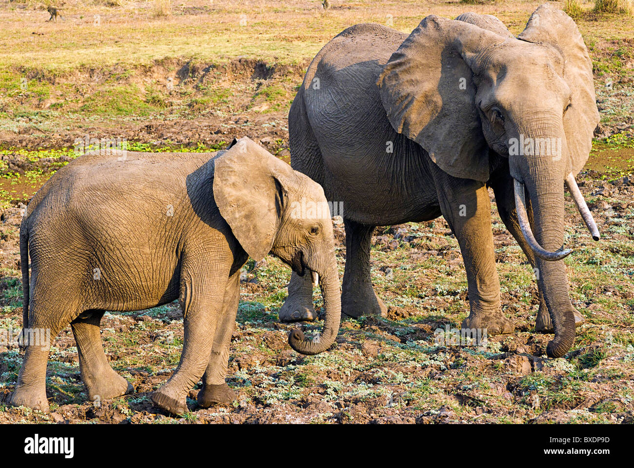 Elephant di vitelli e giovani adulti, visto durante il safari in Sud Luangwa National Park, Zambia, Africa. Foto Stock