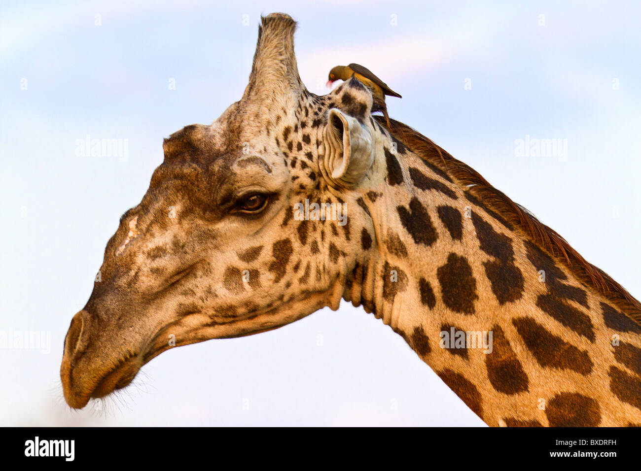 Primo piano di una giraffa con un uccello sulla testa. South Luangwa National Park. Foto Stock