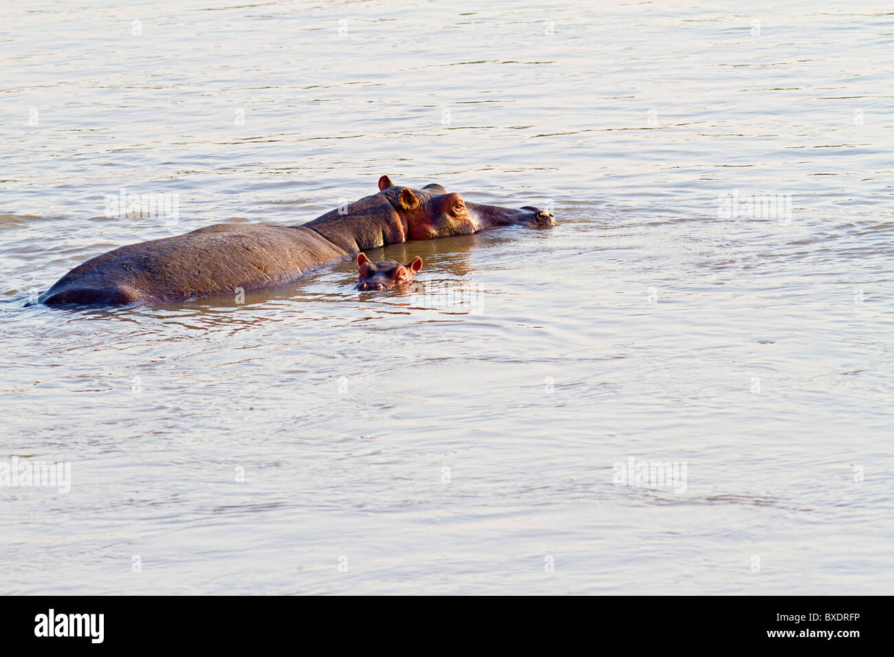 Hippo mamma e bambino nuotare nel fiume Luangwa a pochi metri dalle Norman Carr Safaris' Kakuli Bush Camp, Zambia, Africa. Foto Stock