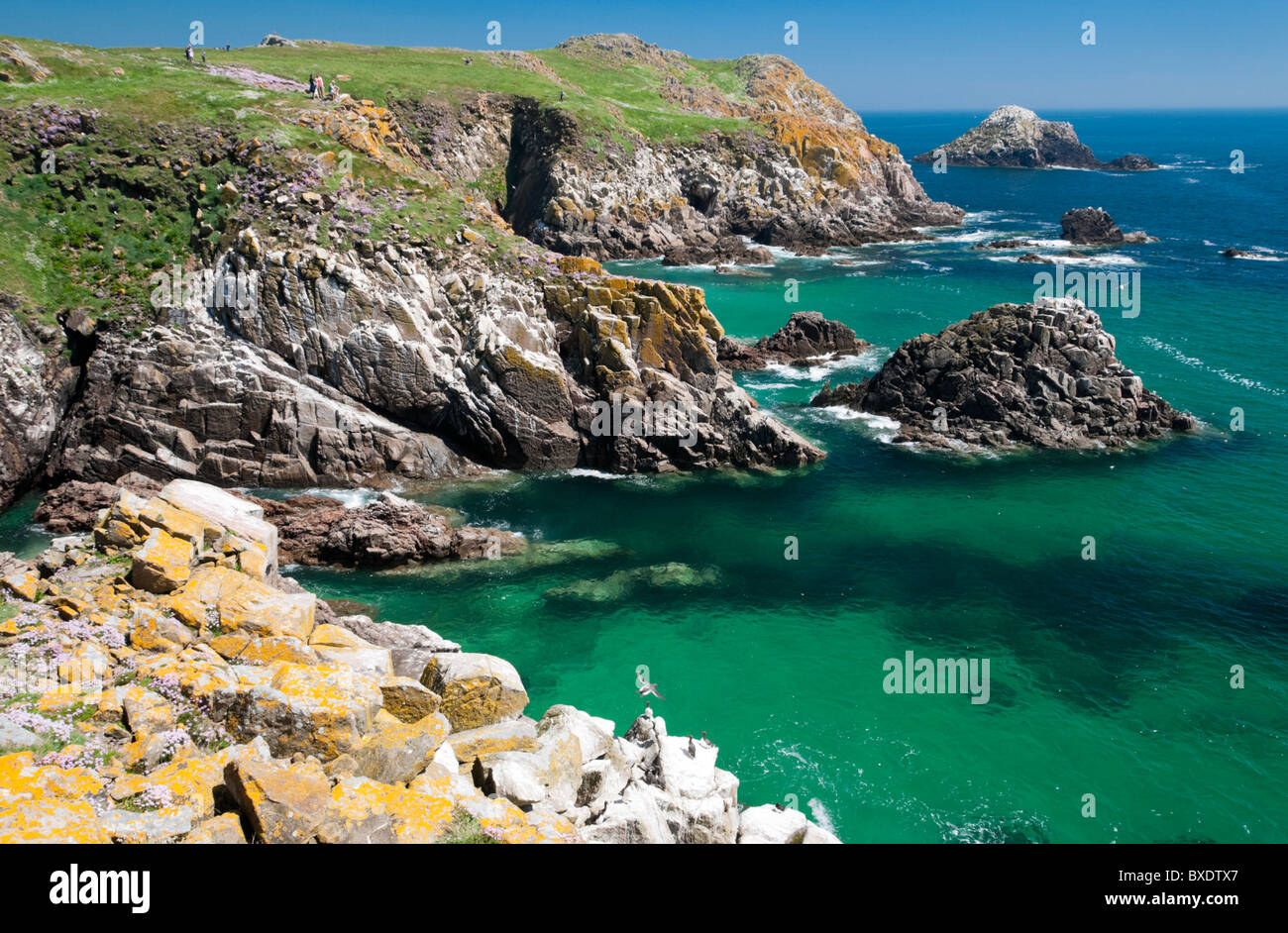 Grande Isola Saltee, Wexford, Irlanda Foto Stock