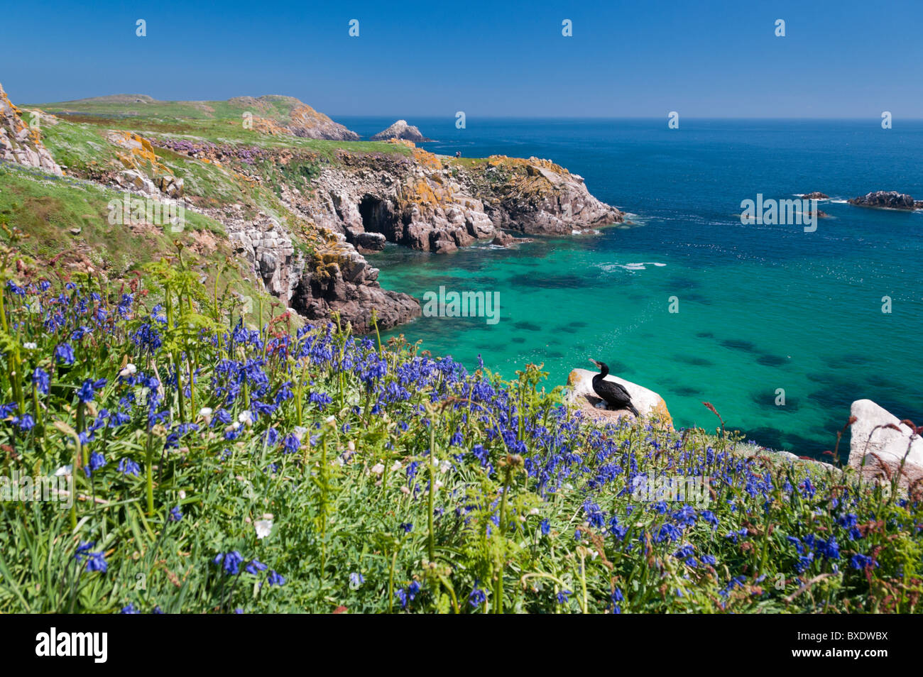 Grande Isola Saltee, Wexford, Irlanda Foto Stock