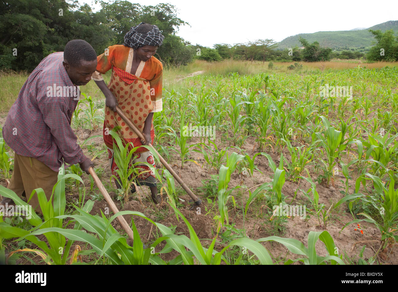 La sig.ra Khabitu alleato Mkude e suo marito, il sig. detto Habitu, tendono i campi della loro azienda al di fuori di Iringa, Tanzania Africa Orientale. Foto Stock