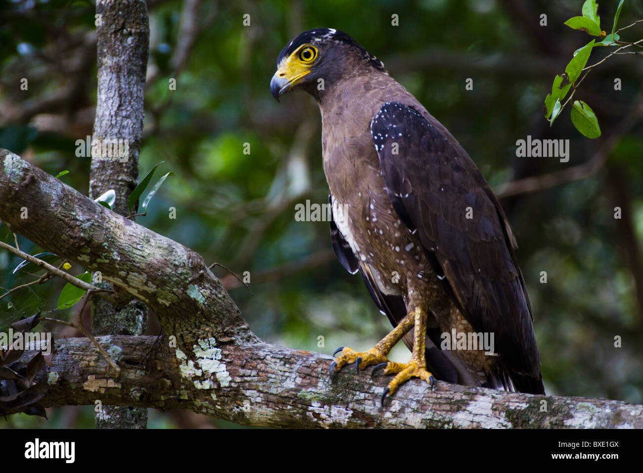 Crested Eagle serpente (Spilornis cheela) a Wilpattu NP, Sri Lanka (Sharp immagine scattata con Canon 500mm f4 L è una lente e EOS 7D) Foto Stock