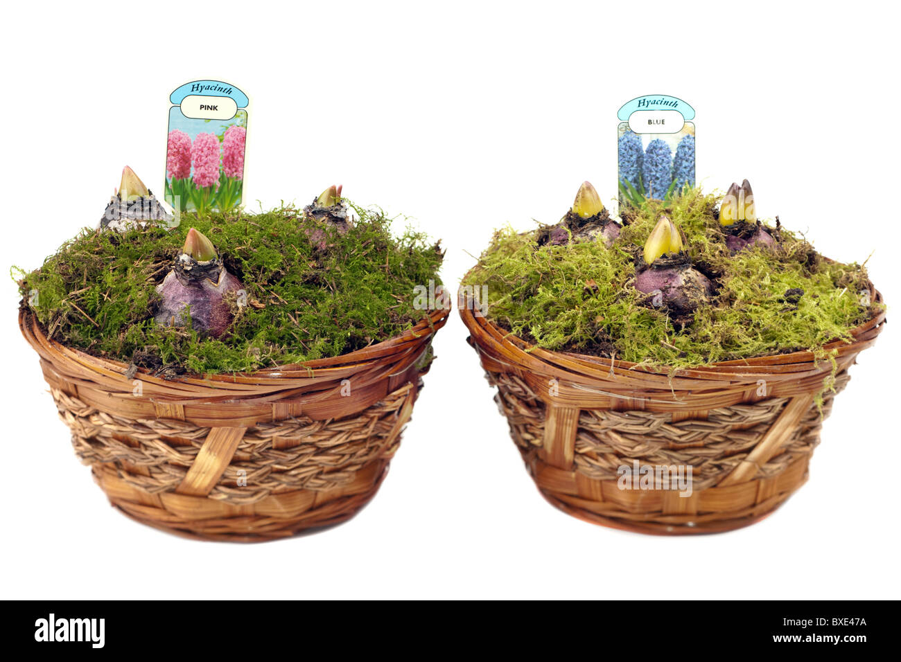 Due piccoli cestini di vimini contenente tre emergenti Bulbi di giacinto in rosa e in blu Foto Stock