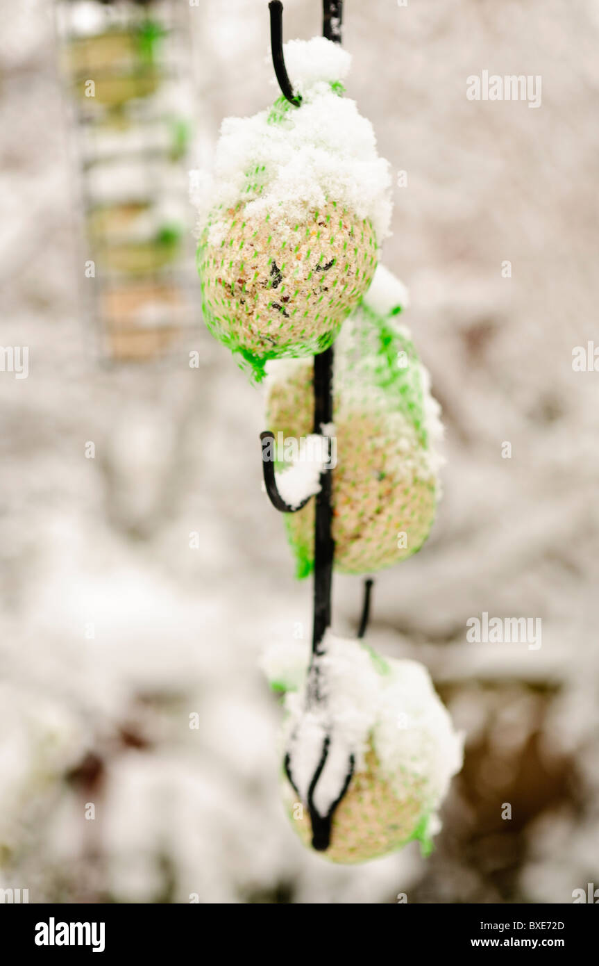 Coperta di neve bird fat alimentatore a sfera Foto Stock