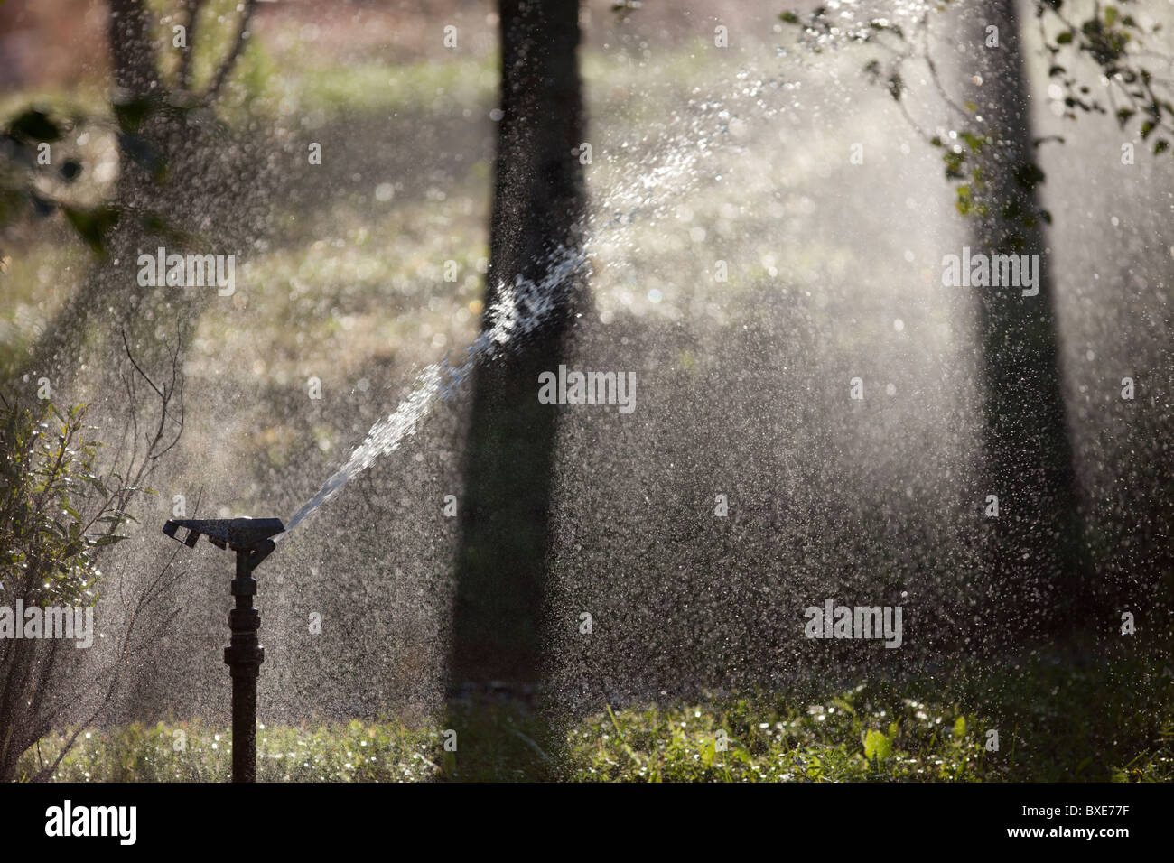 Sprinkler acqua di irrorazione in giardino Foto Stock