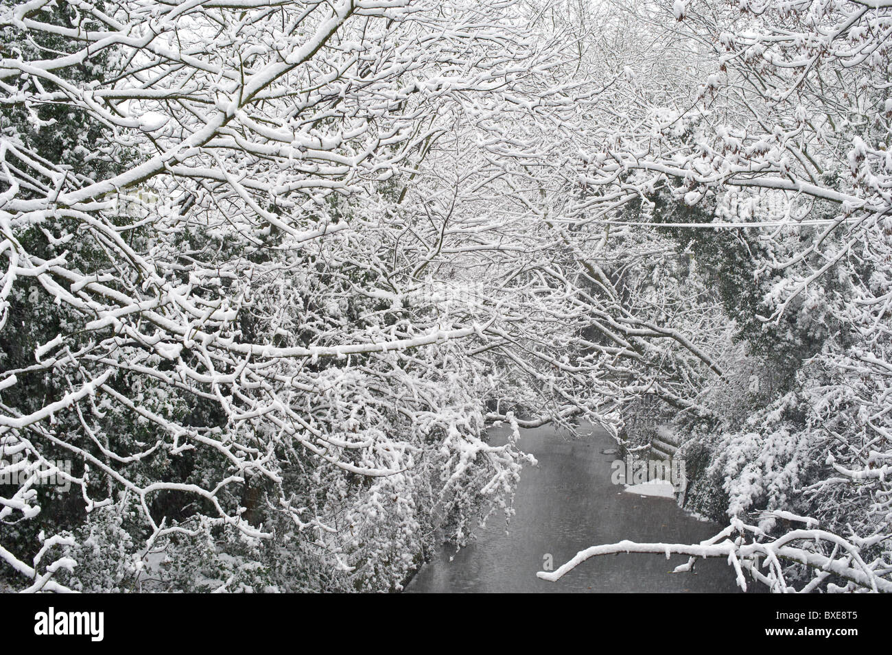 Coperta di neve alberi dal Fiume Crane nel sud di Londra Foto Stock